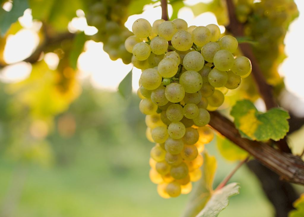 Grapes at Linden Vineyards near Front Royal, Virginia