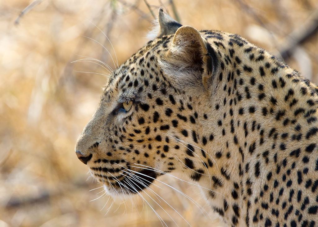 Leopard, South Luangwa National Park