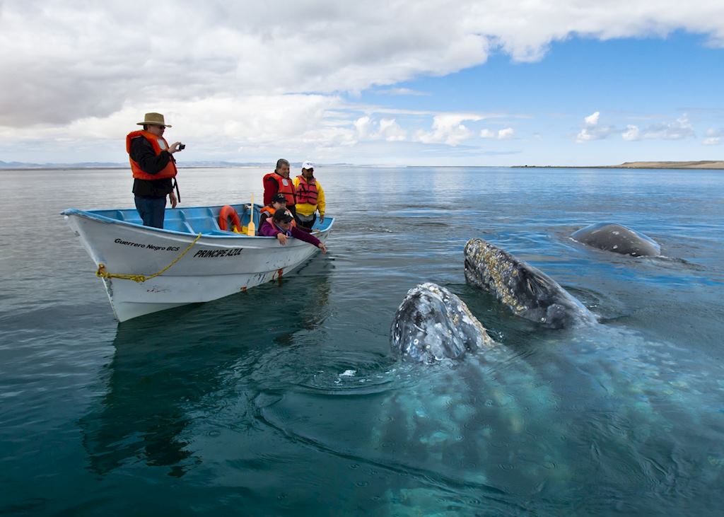 Whale watching, Cradle of the Grey Whale, Baja California
