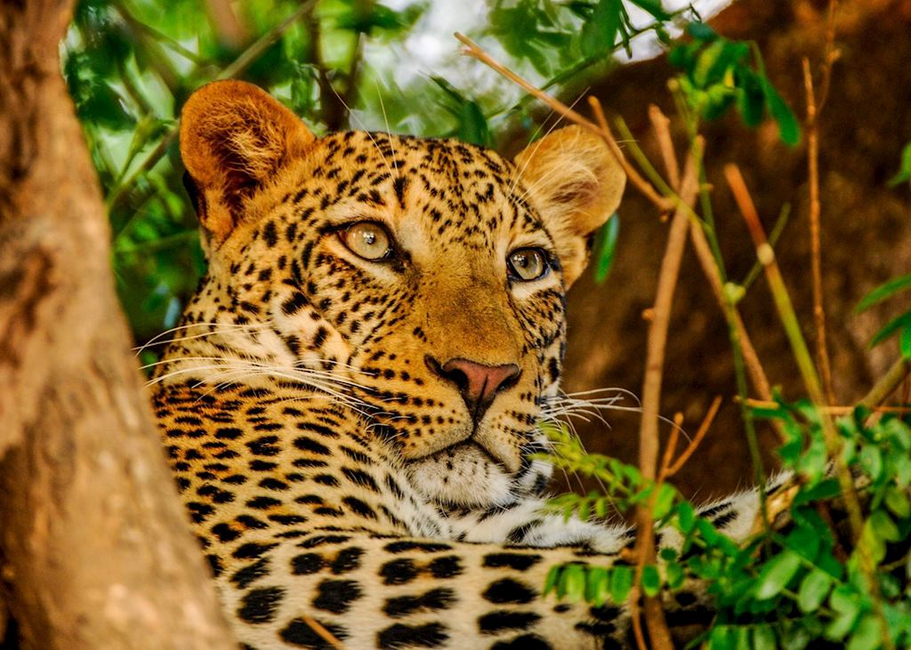 Leopard, Lower Zambezi National Park, Zambia
