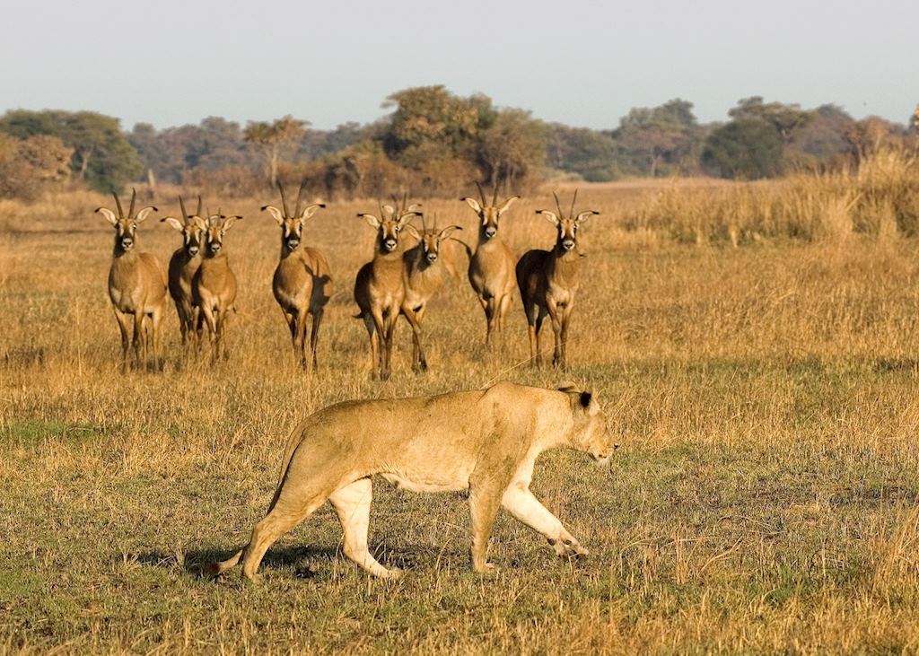 Lioness and roan antelope, Busanga region, Kafue National Park