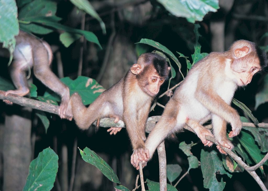 Pig-tailed macaque, Kinabatangan River, Malaysian Borneo