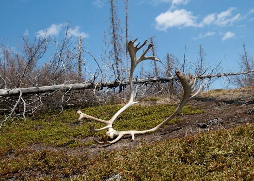 Caribou antlers, Arctic Haven Wilderness Lodge