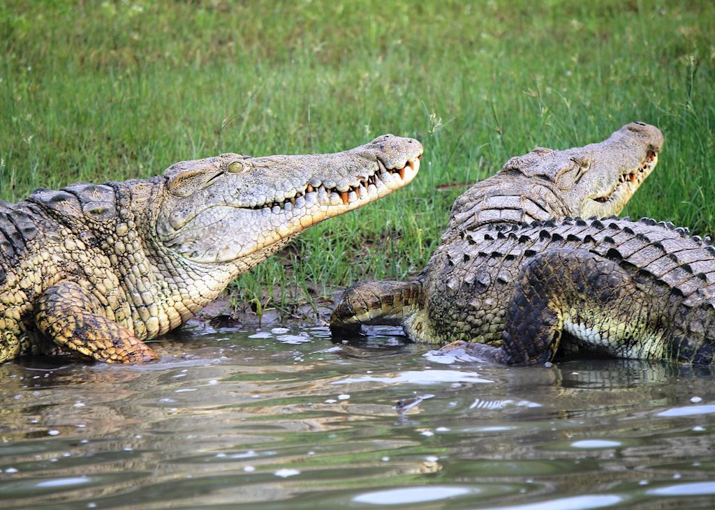 Crocodiles in the Selous Game Reserve