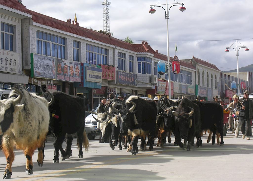 Yaks in street, Gyantse