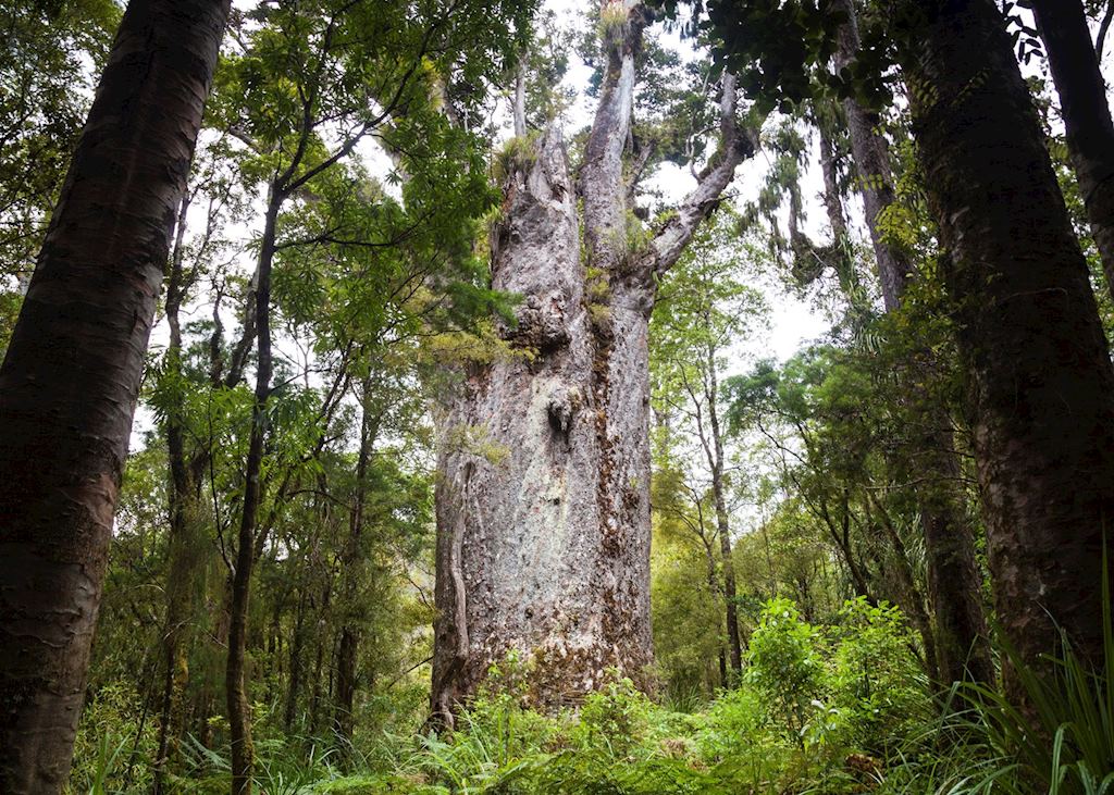 Kauri trees, Waipoua Forest