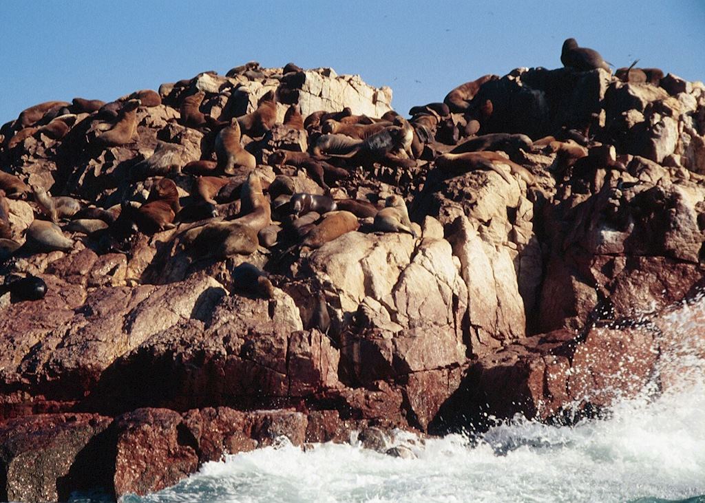 Sea lions basking, Ballestas Islands