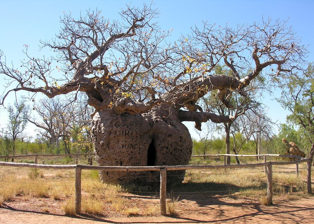 Prison Boab Tree, Derby