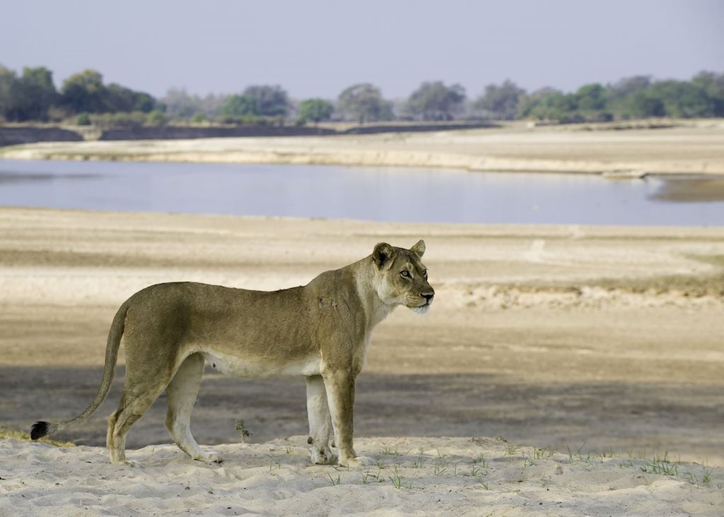 Lioness above the Luangwa River