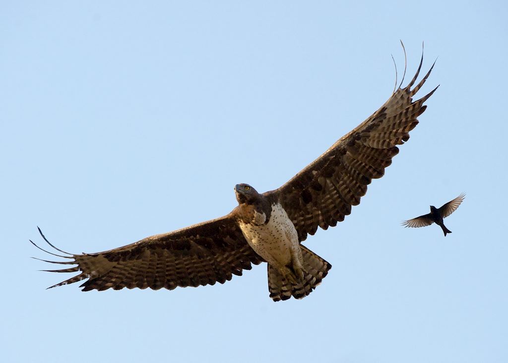 Marshall eagle, Majete Wildlife Reserve