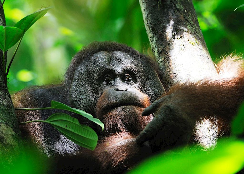Orangutan, Danum Valley, Malaysian Borneo
