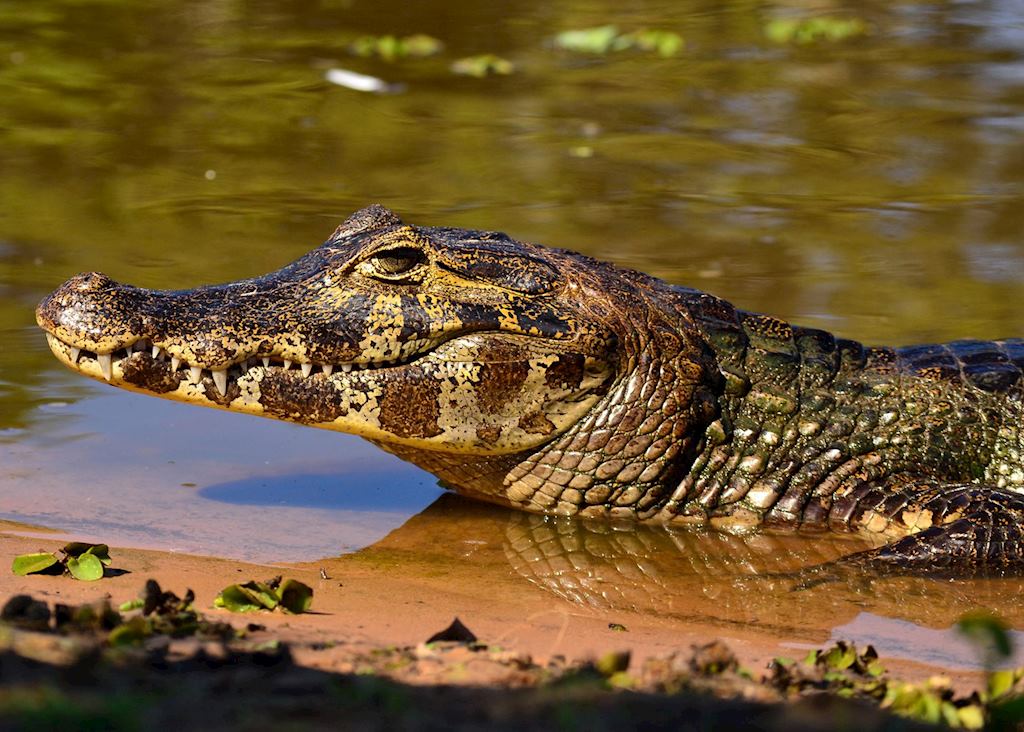 Caiman lounging around in the Brazilian Pantanal, Brazil