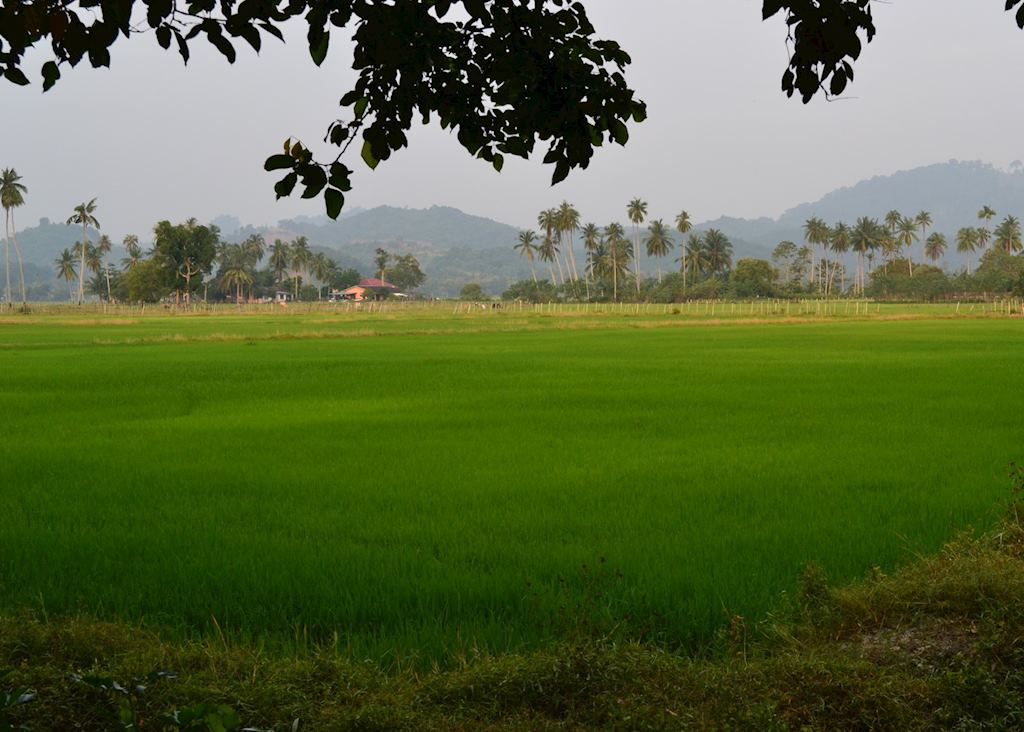 Paddy fields on Langkawi