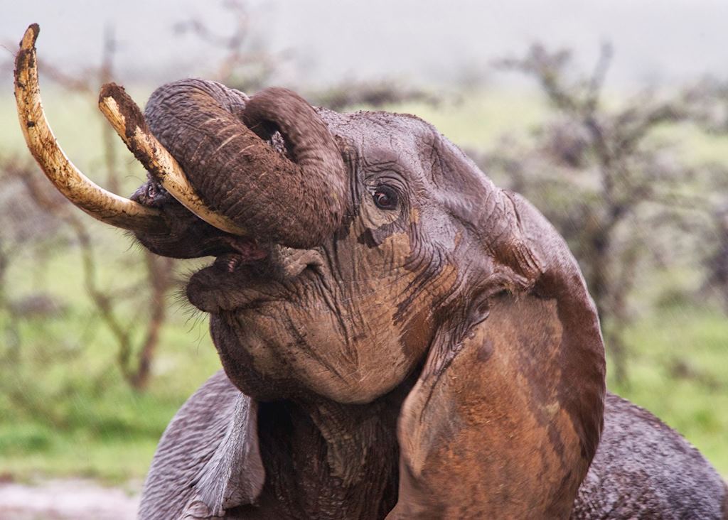Elephant taking a mud bath in the Mara