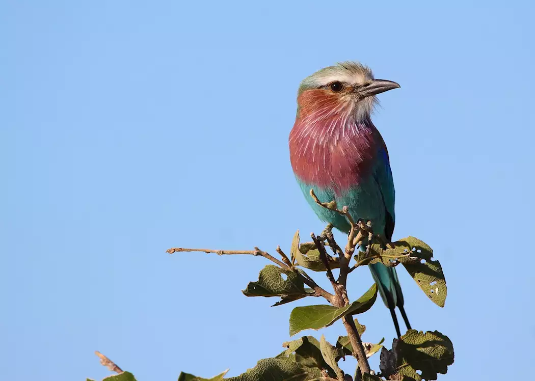 Lilac-breasted roller in Moremi Wildlife Reserve