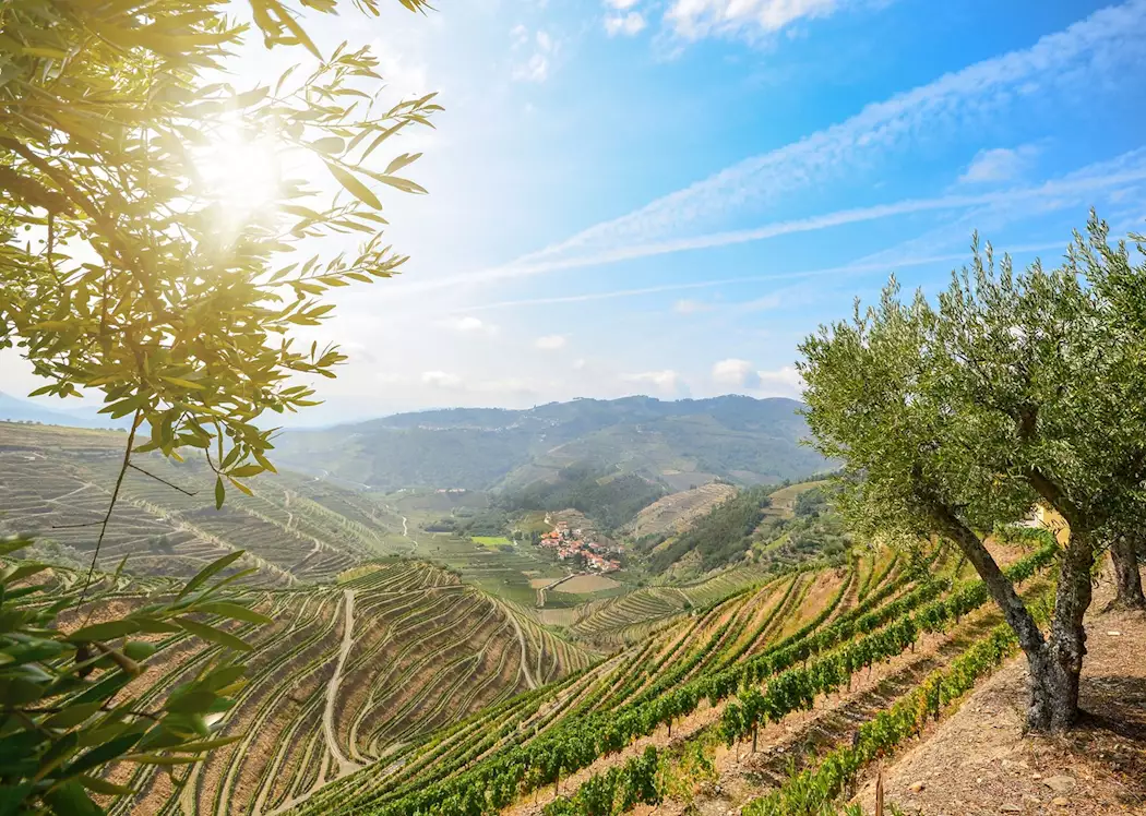 Vineyards, Douro Valley, Portugal