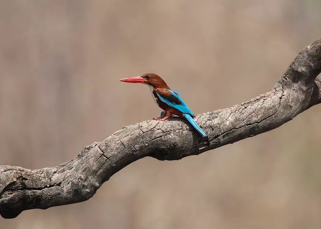 White Throated Kingfisher in Pench National Park