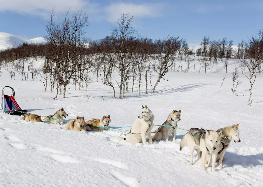 Husky safari, Swedish Lapland | Audley Travel US