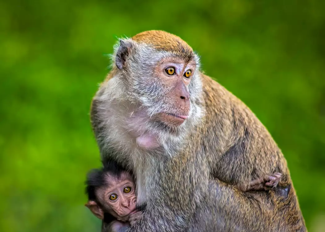 Monkeys in Taman Negara National Park