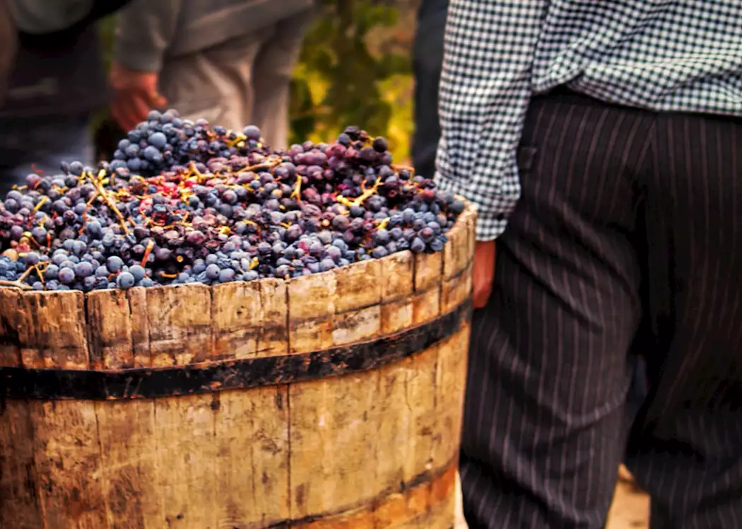 Harvested grapes, France