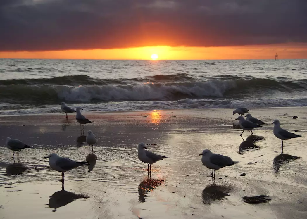 Seagulls enjoying the sunset