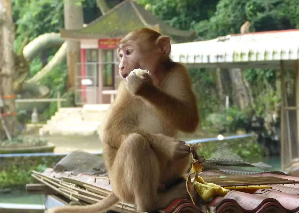 Macaque at Monkey Temple, Chiang Rai