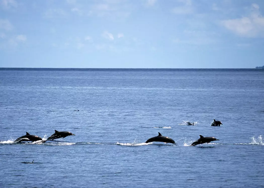 Dolphins, the Maldives