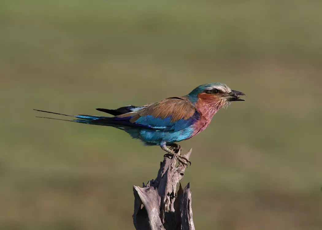Lilac breasted roller, Chobe National Park