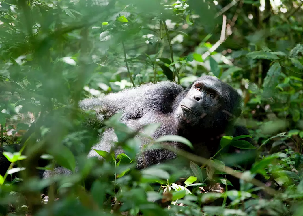 Chimpanzee relaxing in Kibale Forest