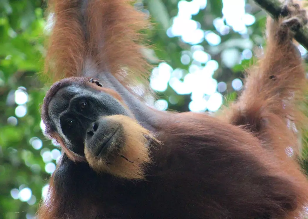 Wild male Orangutan near the Ecolodge, Bukit Lawang