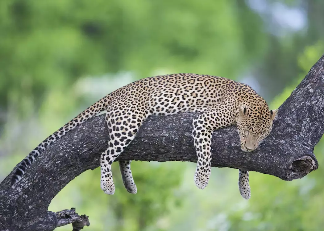 leopard, South Luangwa National Park, Zambia