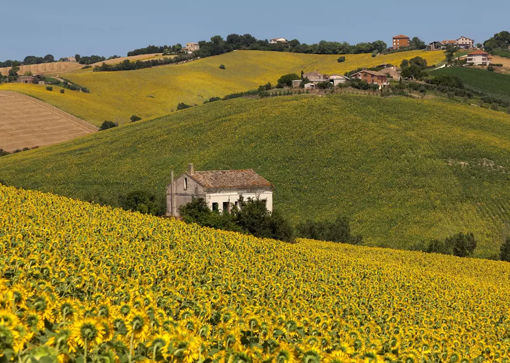 Tuscan sunflower field
