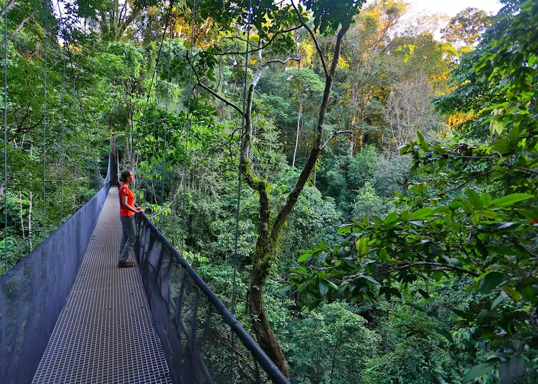 Suspension Bridge at El Remanso Rainforest Wildlife Lodge 