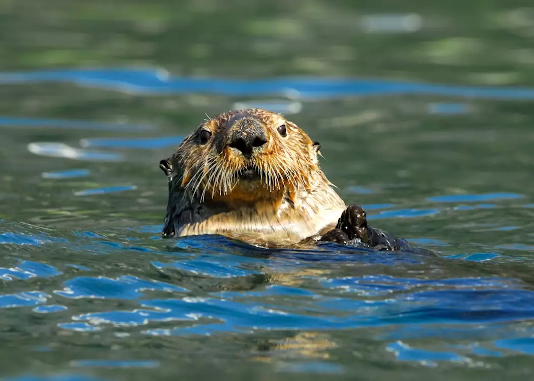 Otter, Resurrection Bay
