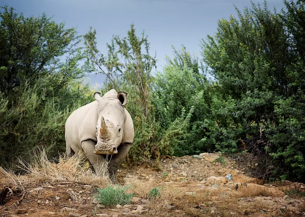 White rhino in Kruger National Park, South Africa