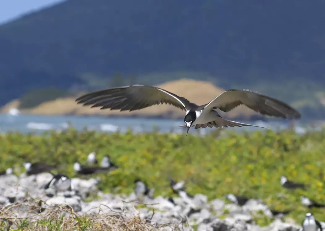 Sooty terns, Bird Island, Seychelles