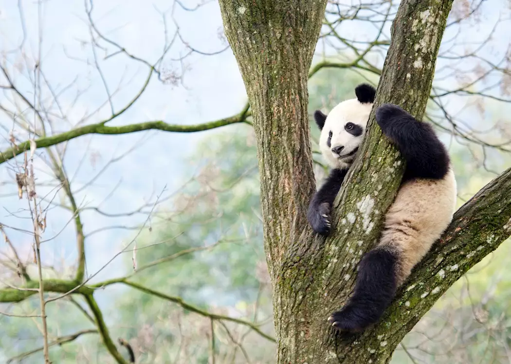 Giant panda, Chengdu