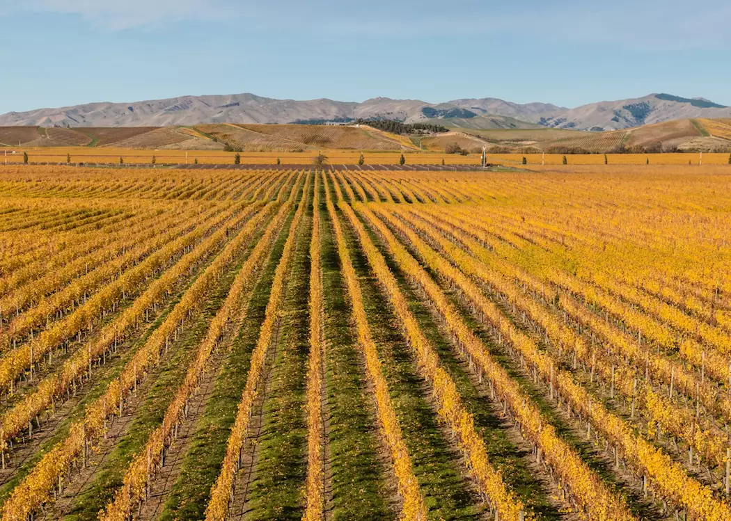 Vineyard in the Marlborough region, New Zealand