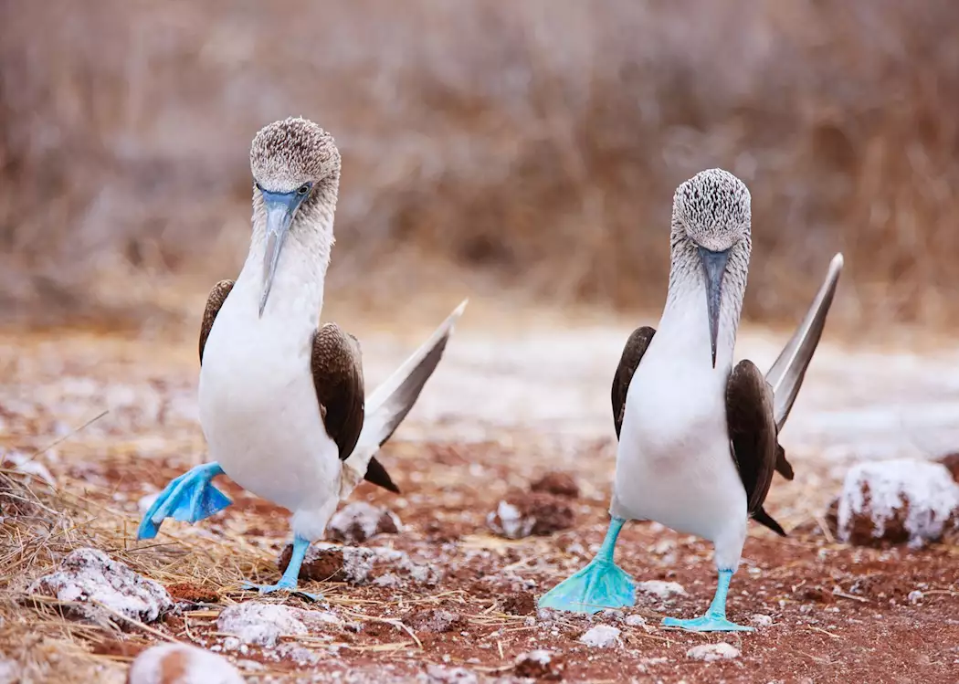 Blue-footed boobies, Galapagos Islands