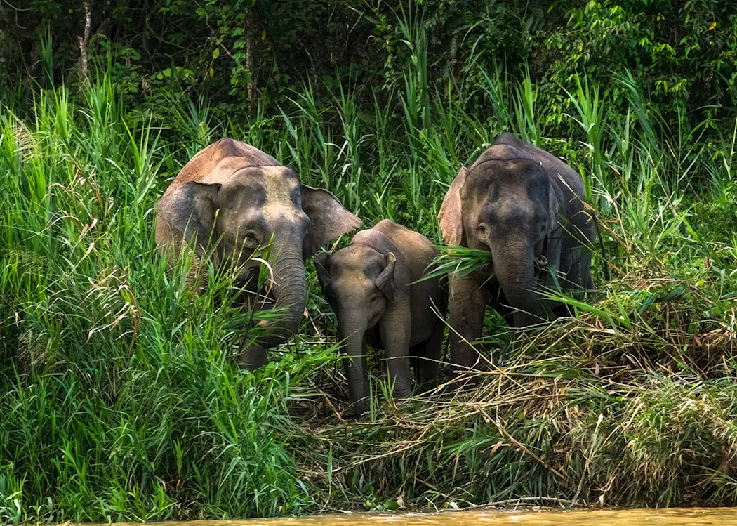 Pygmy elephants, Kinabatangan River, Borneo