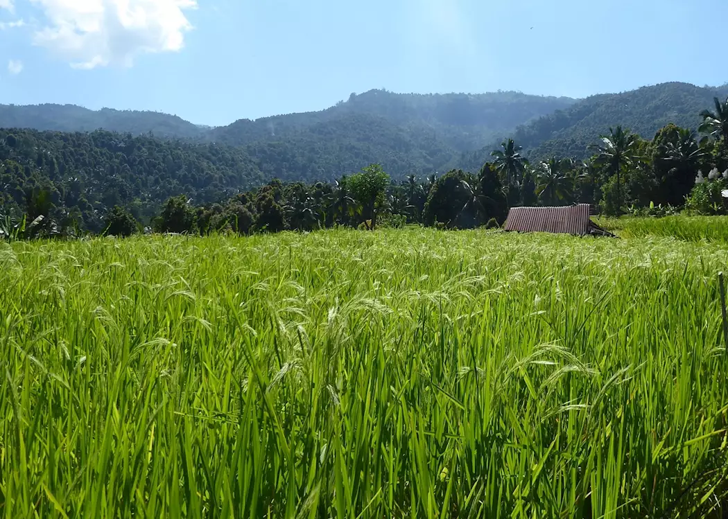 Rice fields around Munduk