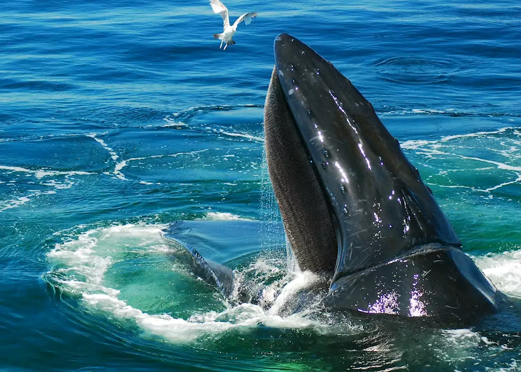 Humpback whale off Cape Cod, New England, USA