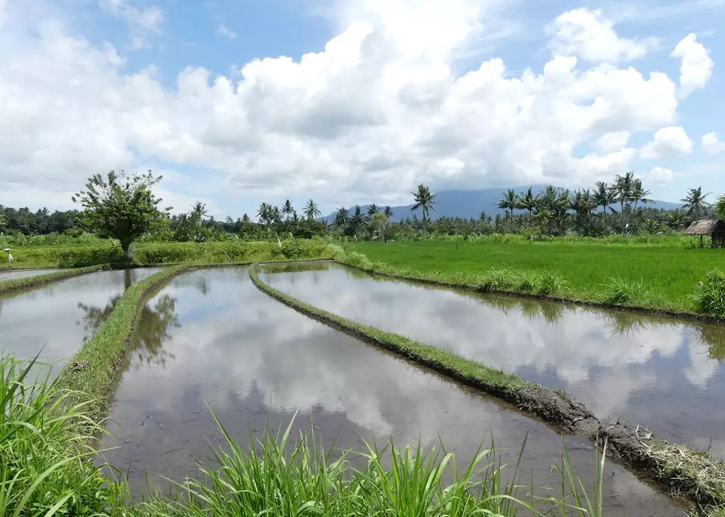 Rice paddy view on the mountain to beach cycling tour, Candidasa