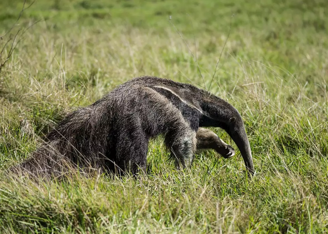 Giant Anteater, the Pantanal, Brazil