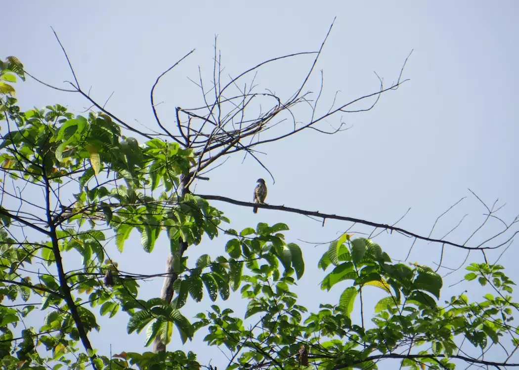 Birdlife, Deramakot Forest Reserve