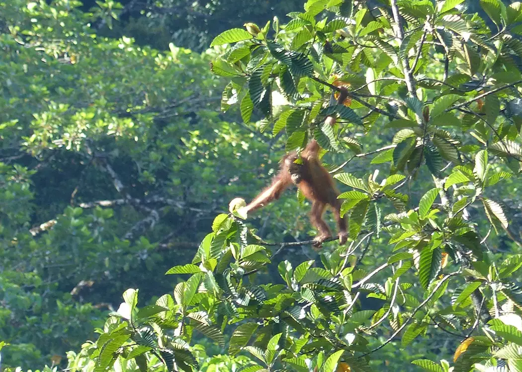 Orangutan, Deramakot Forest Reserve