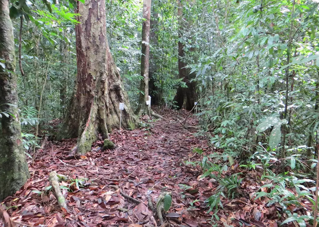 Nature trail, Deramakot Forest Reserve