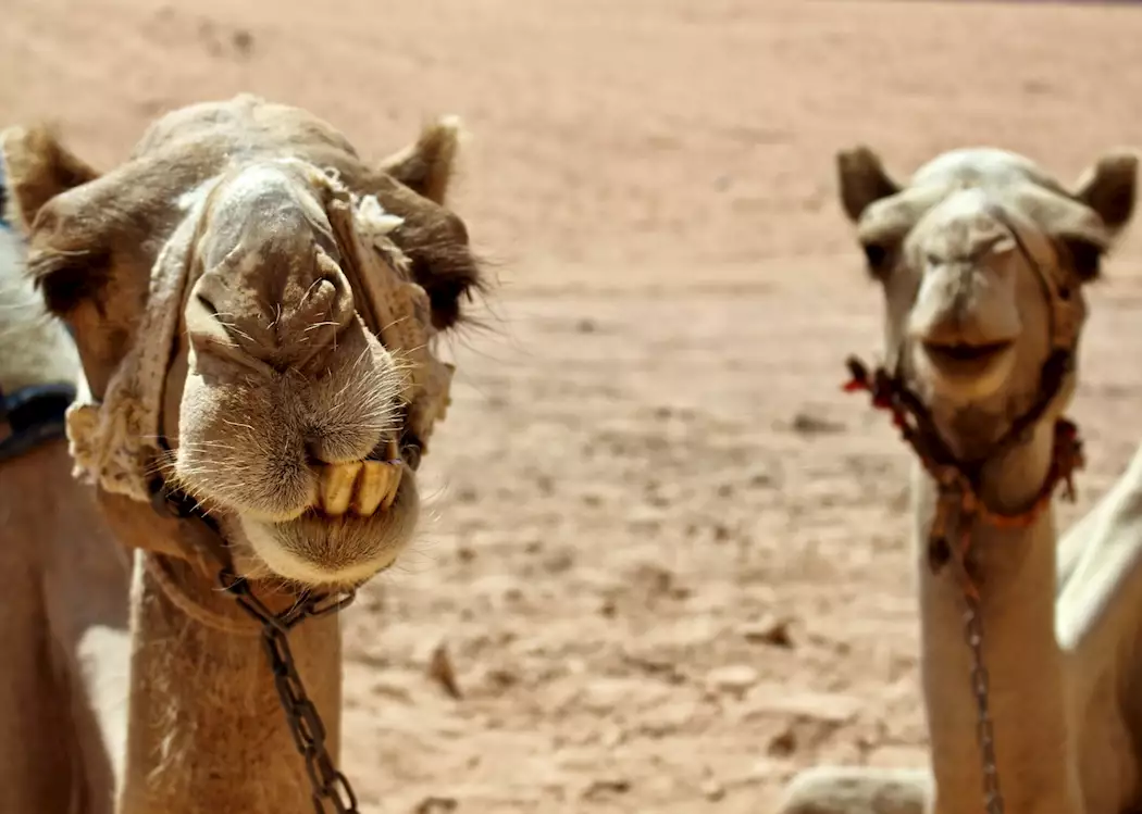 Two camels rest together in the desert of Wadi Rum