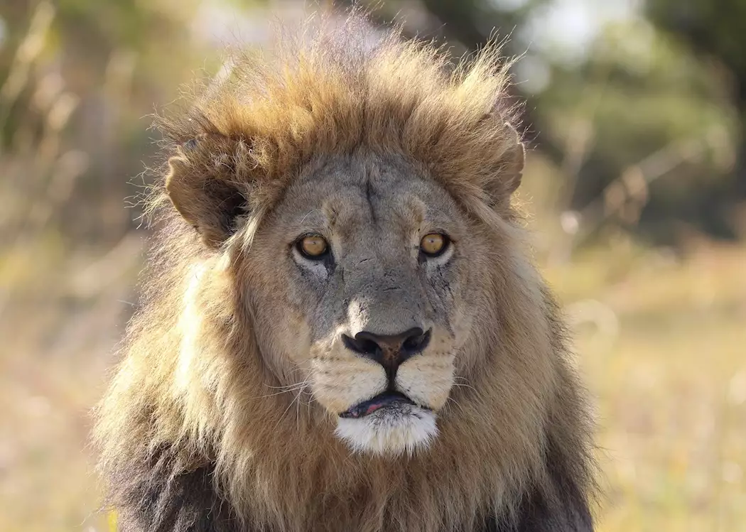 The Okavango Delta is home to many lion prides