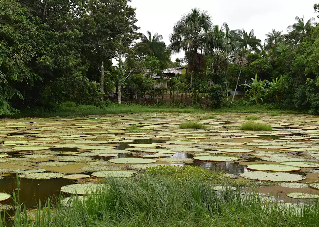 Victoria Regia Pond, Calanoa Amazonas Lodge